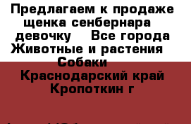 Предлагаем к продаже щенка сенбернара - девочку. - Все города Животные и растения » Собаки   . Краснодарский край,Кропоткин г.